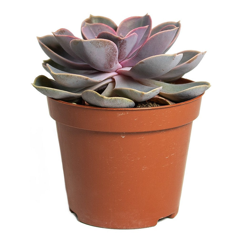 Echeveria Perle Von Nurnberg - PlantmartUAE.com