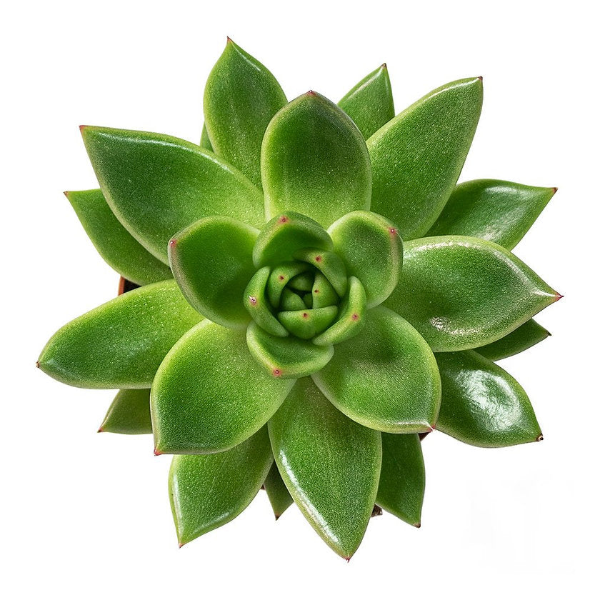 Echeveria agavoides Miranda - PlantmartUAE.com