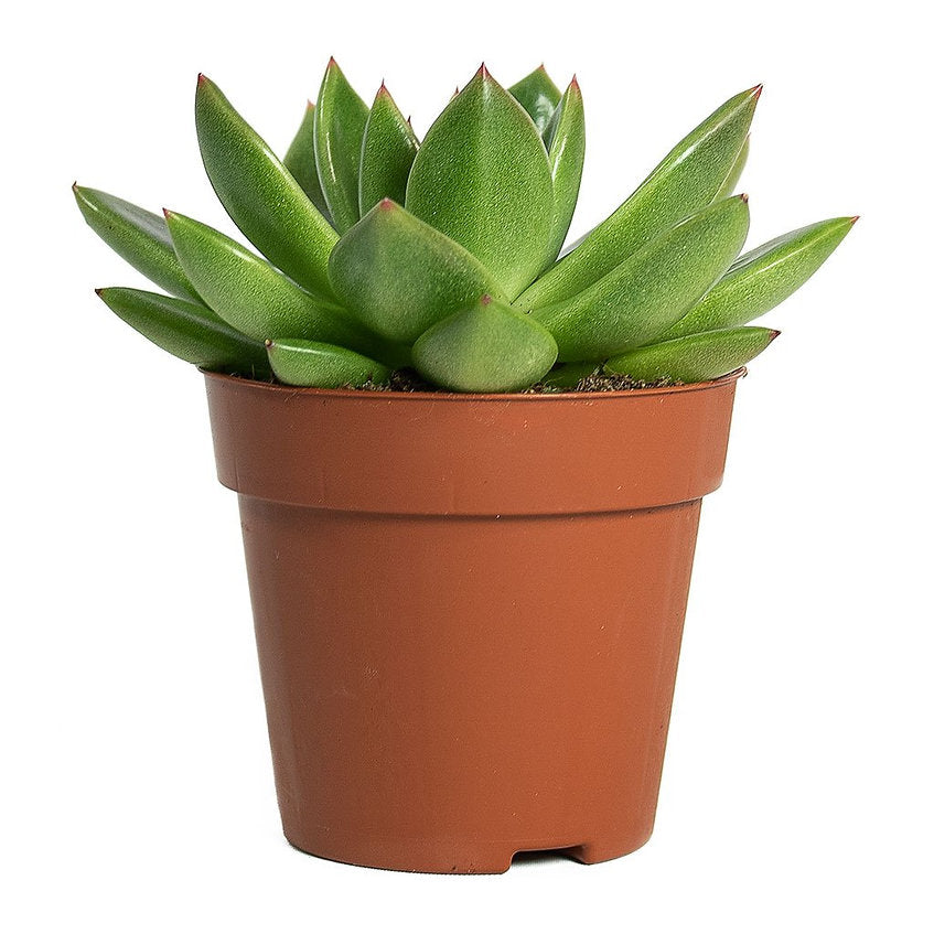 Echeveria agavoides Miranda - PlantmartUAE.com