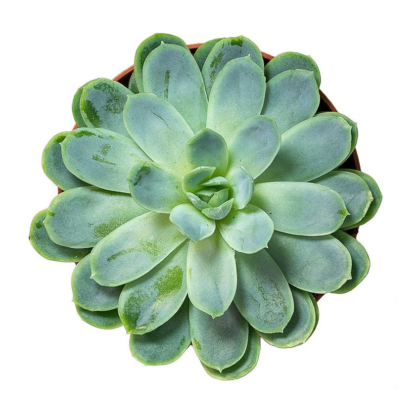 Echeveria elegans - PlantmartUAE.com