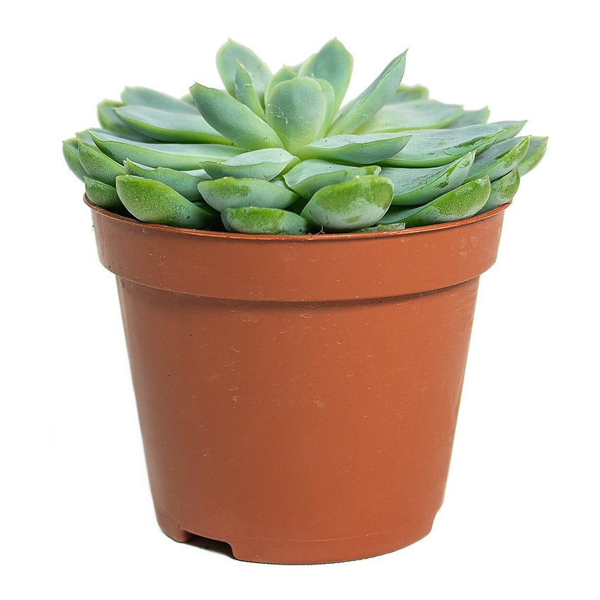 Echeveria elegans - PlantmartUAE.com