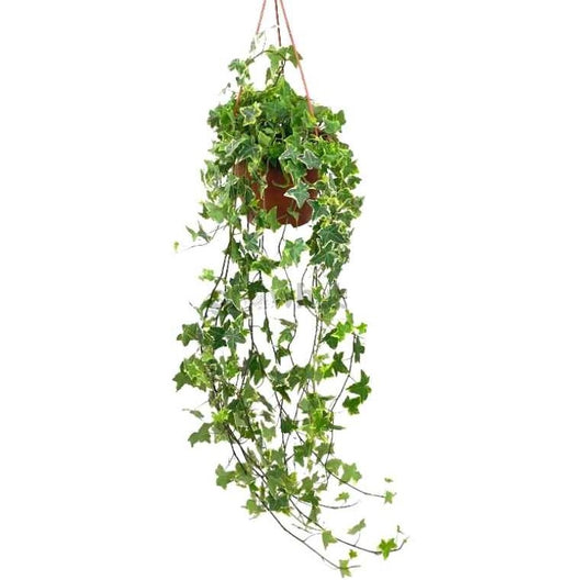 English Ivy,Hedera helix green hanging - PlantmartUAE.com