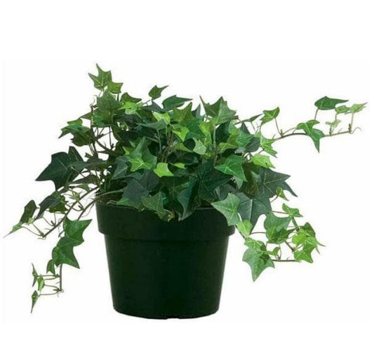 English ivy 30cm-40cm - PlantmartUAE.com