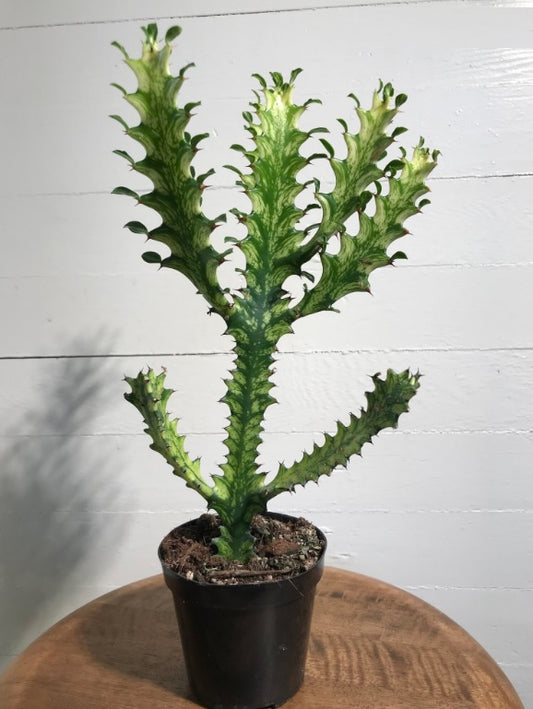 Euphorbia Lactea 50cm-60cm - PlantmartUAE.com