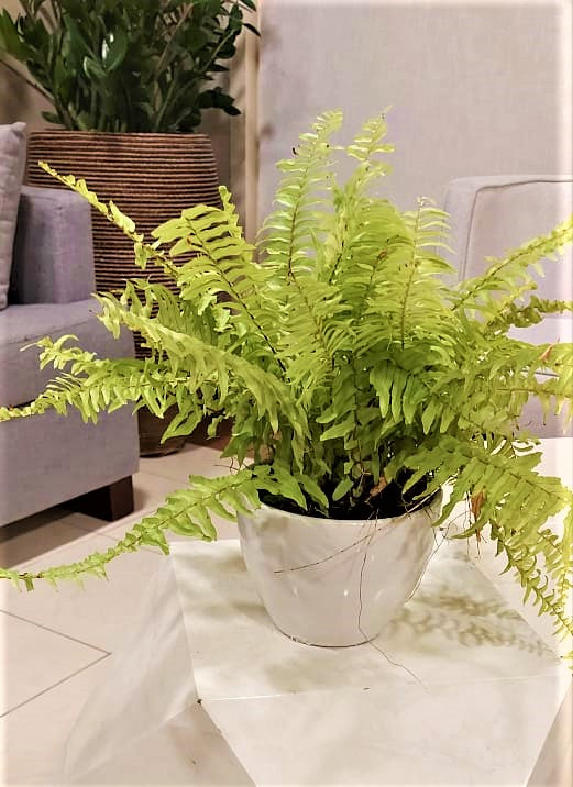 Boston Fern (M)/CERAMIC pot - PlantmartUAE.com