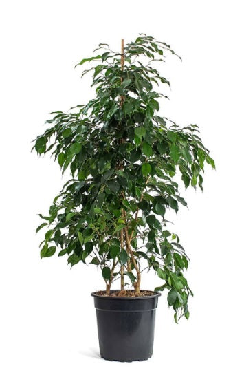 Ficus Benjamina HOLLAND 100cm-120cm - PlantmartUAE.com