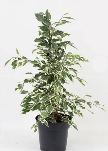 Ficus benjamina 70cm - PlantmartUAE.com