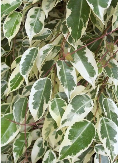 Ficus benjamina 70cm - PlantmartUAE.com