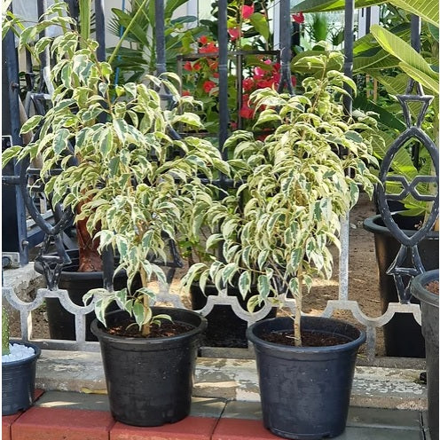 Ficus benjamina variegated/weeping wig 50cm-60cm - PlantmartUAE.com