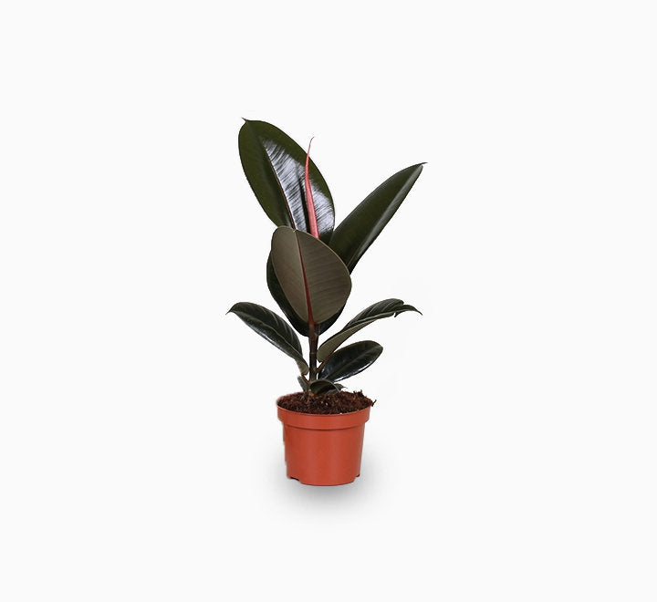 Ficus elastica Abidjan - Burgundy Rubber Plant 30-40cm - PlantmartUAE.com