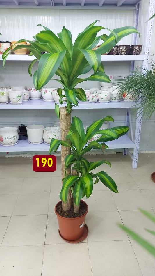 Dracena Massangeana - PlantmartUAE.com