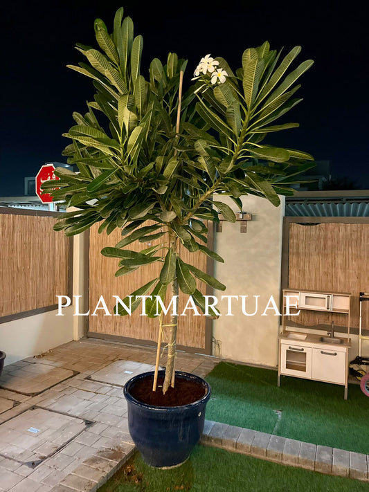 Plumeria Obtusa “Frangipani with ceramic pot - PlantmartUAE.com