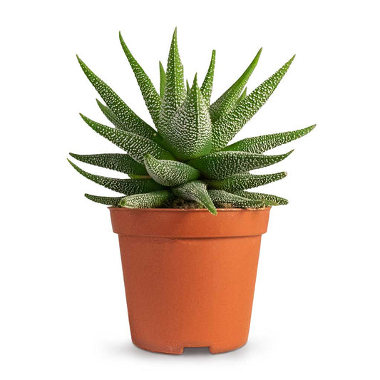 Haworthia Limafolia - PlantmartUAE.com