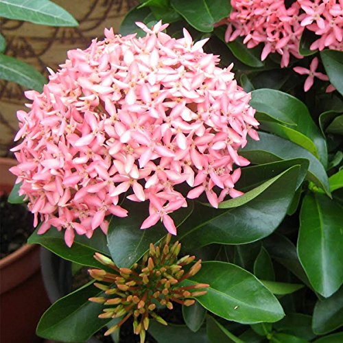 Ixora Chinensis Pink 30cm - 40cm - PlantmartUAE.com