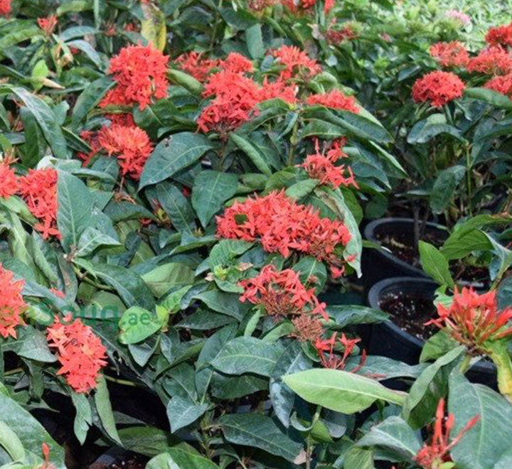 Ixora Coccinea Red 50cm - 70cm - PlantmartUAE.com