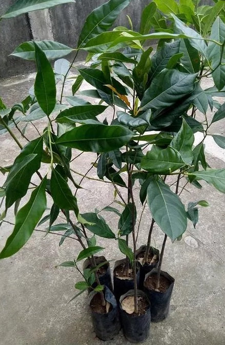 Jackfruit Plant 60cm - 70cm - PlantmartUAE.com