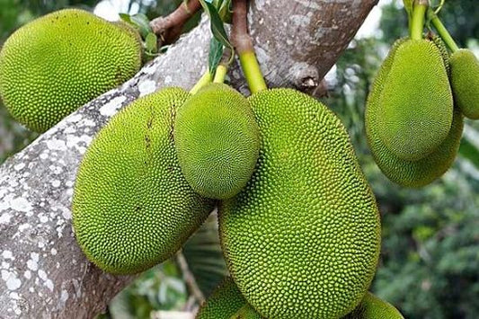 Jackfruit Plant 60cm - 70cm - PlantmartUAE.com