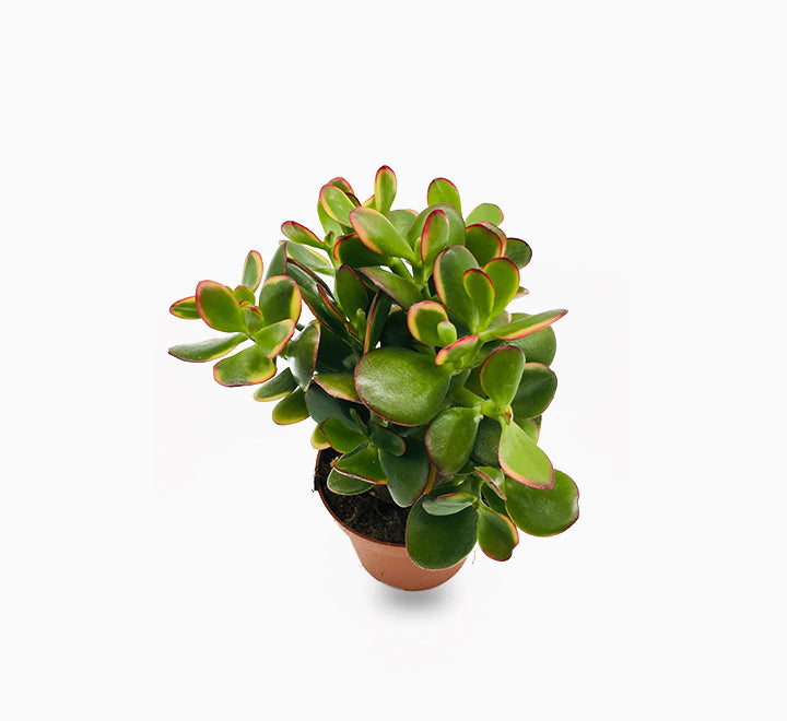 Jade plant 20cm-25cm - PlantmartUAE.com