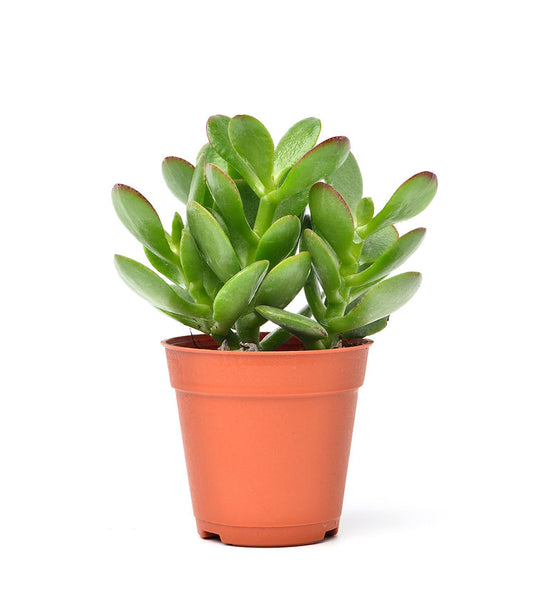 Jade plant 20cm-25cm - PlantmartUAE.com