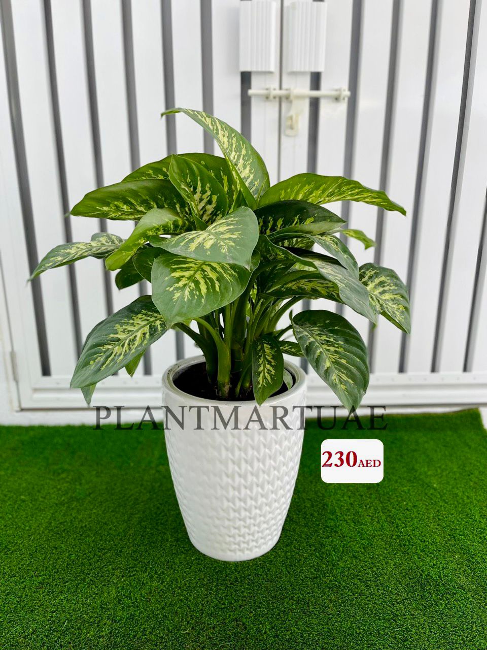 Dieffenbachia seguine (L),Dumb Cane CERAMIC POT - PlantmartUAE.com