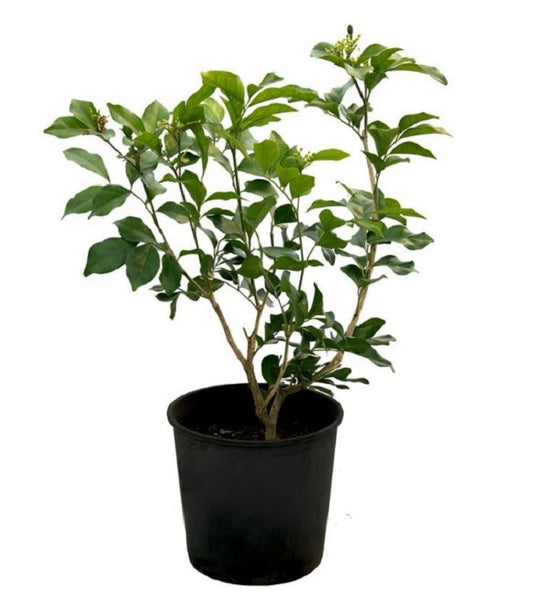 Arabian Jasmine 20-30 cm - PlantmartUAE.com
