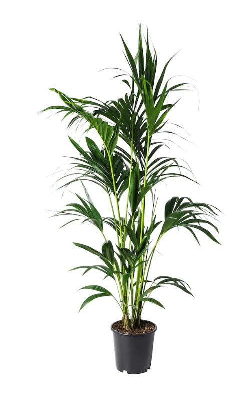 Kentia Palm Holland 100cm-120cm - PlantmartUAE.com