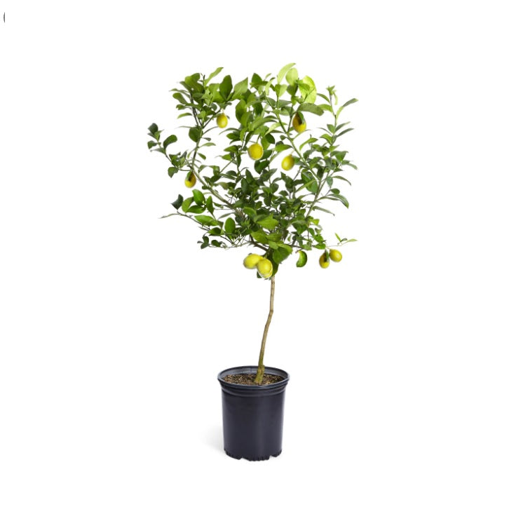 Lemon 1.0mtr / CERAMIC pot - PlantmartUAE.com