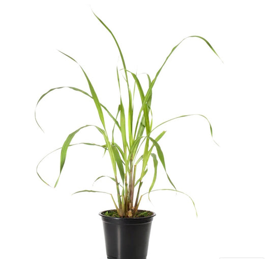 Lemon Grass 30cm - 40cm - PlantmartUAE.com