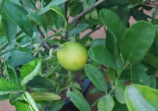 Lime 1.0m - 1.5m Ht - PlantmartUAE.com