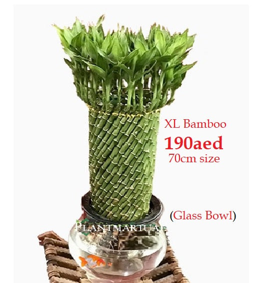 Lucky Bamboo Fish Bowl “70cm Height” - PlantmartUAE.com