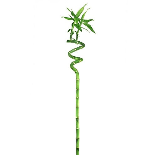 Lucky Bamboo Single Stick (S/M/L) - PlantmartUAE.com