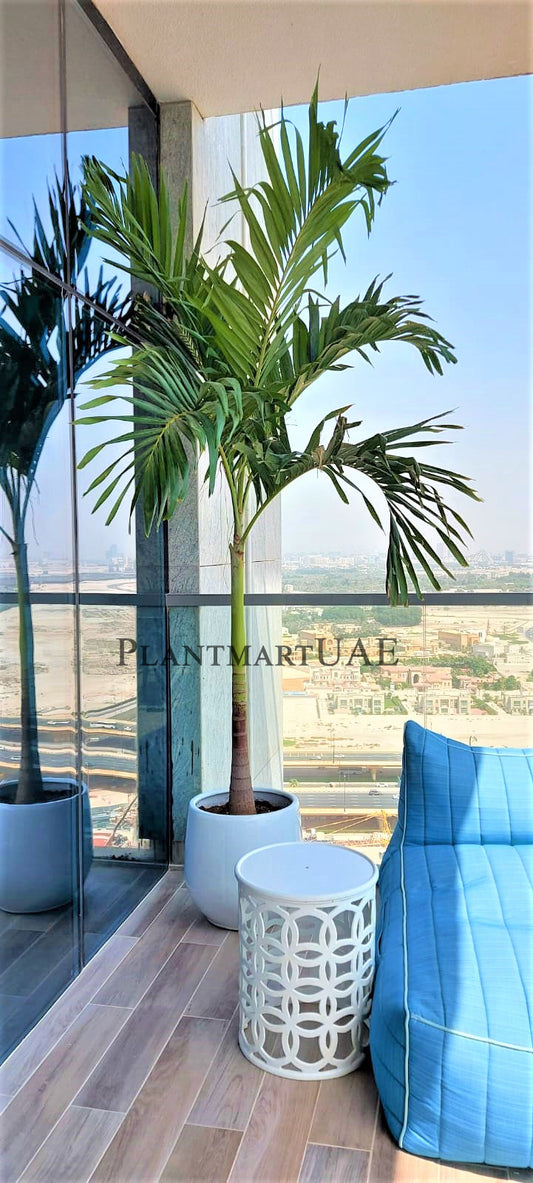 Veitchia or Manila Palm- /CERAMIC POT (180cm - 200cm) - PlantmartUAE.com