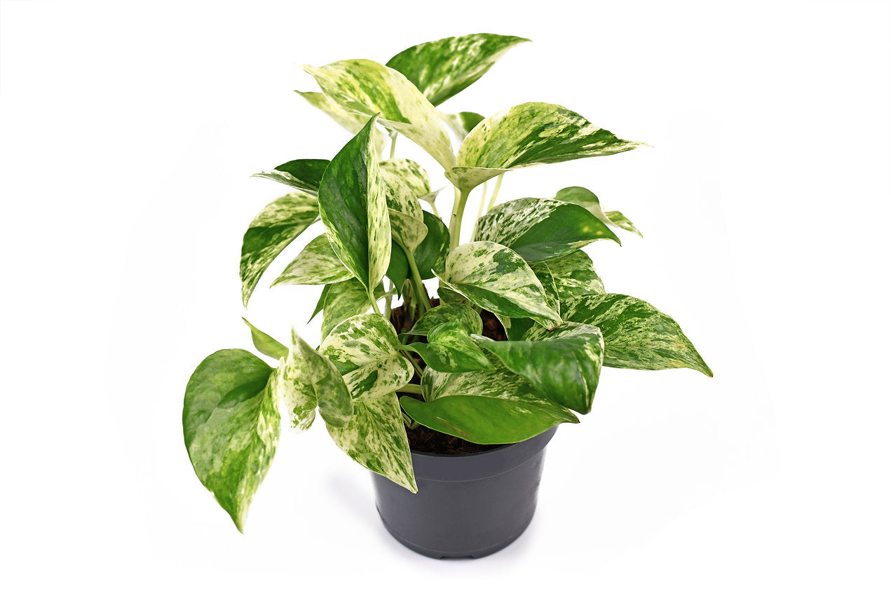 Marble queen pothos - PlantmartUAE.com