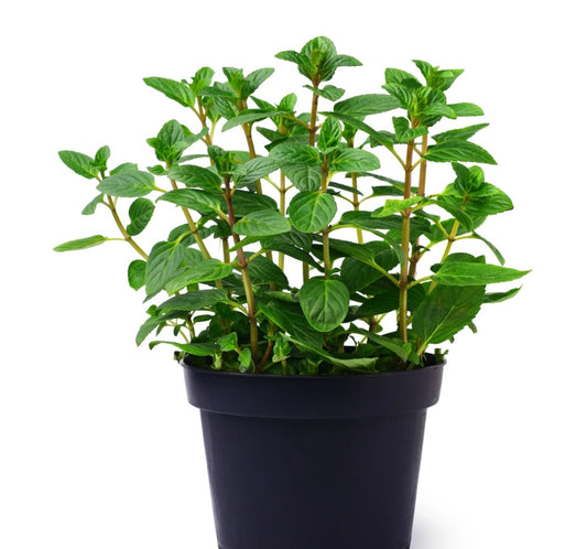 Mint 10 cm - PlantmartUAE.com