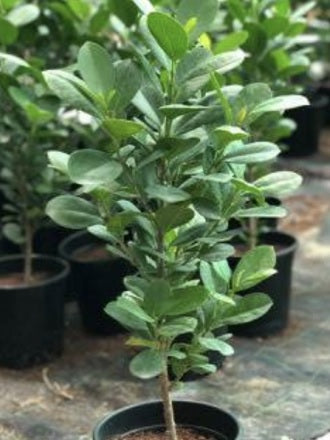 Mistletoe Fig 40cm - 60cm - PlantmartUAE.com