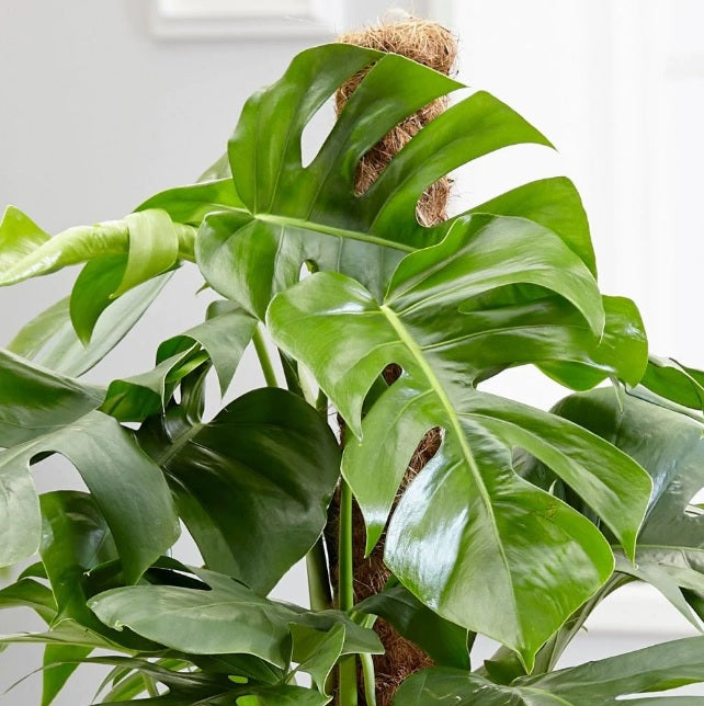 Monstera Pertusum 100cm-120cm - PlantmartUAE.com