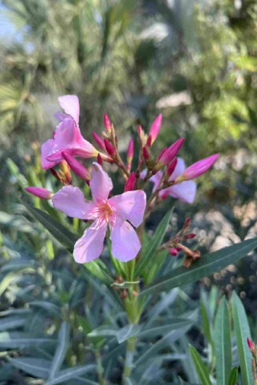 Oleander Bushy 150cm - 170cm - PlantmartUAE.com
