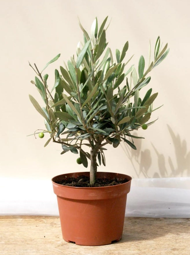 Olive plant (Small) 20cm-30cm - PlantmartUAE.com