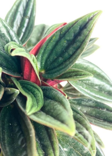 Peperomia-Rosso 20cm-30cm - PlantmartUAE.com