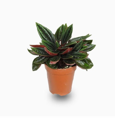 Peperomia-Rosso 20cm-30cm - PlantmartUAE.com