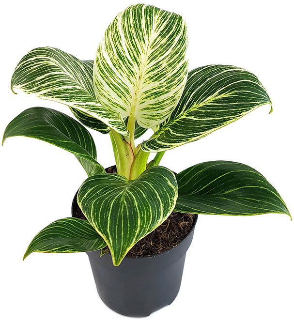 Philodendron bilkrin white 20cm-30cm - PlantmartUAE.com