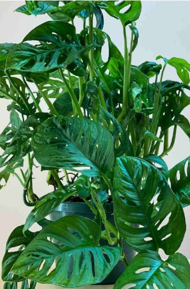 Philodendron swiss chinese100cm - PlantmartUAE.com