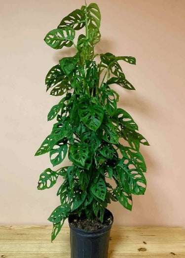 Philodendron swiss chinese100cm - PlantmartUAE.com