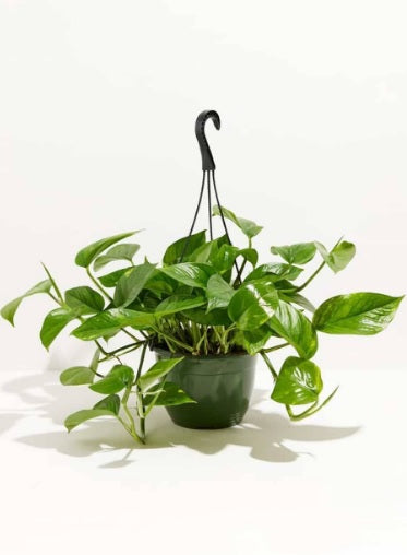 Money plant/pothos hanging pot 20cm-30cm - PlantmartUAE.com