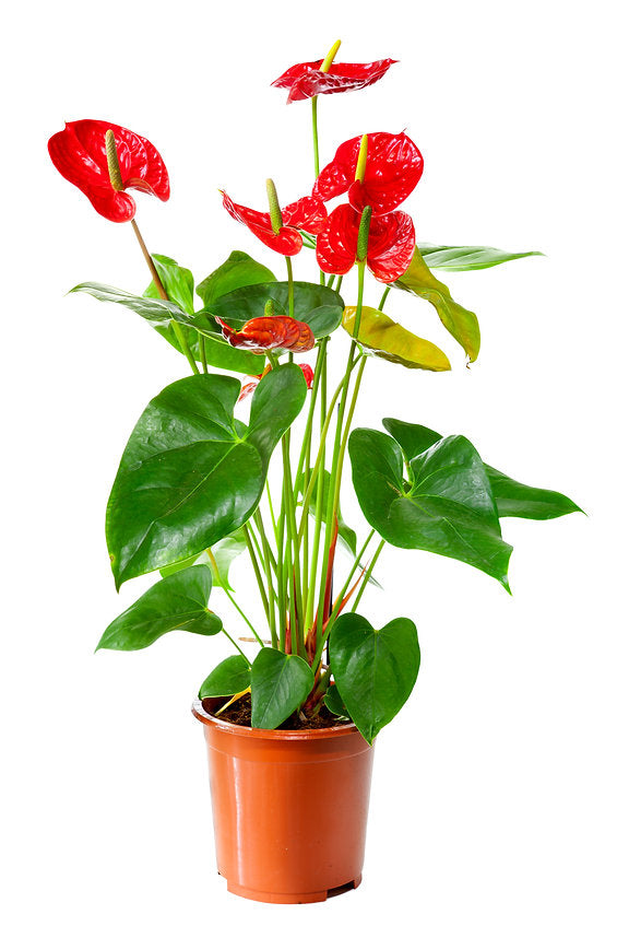 Red Anthurium: 40cm nursery pot - PlantmartUAE.com