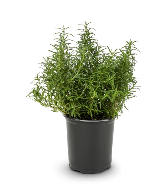 Rosemary 20cm - 30cm - PlantmartUAE.com