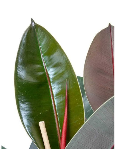 Rubber plant 3PP 80cm-100cm - PlantmartUAE.com