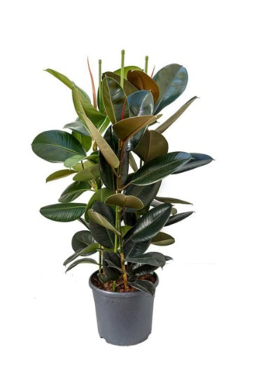 Rubber plant 3PP 80cm-100cm - PlantmartUAE.com