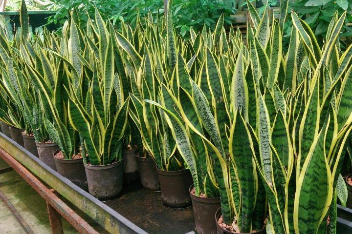 Sansevieria/Snake plant (Large) 50cm-60cm - PlantmartUAE.com