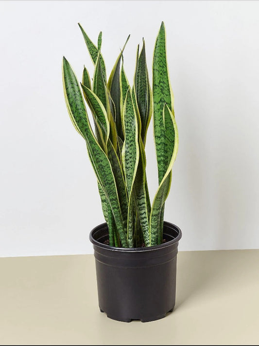 Sansevieria/Snake plant (Large) 50cm-60cm - PlantmartUAE.com